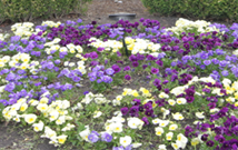 Flower Bed Installation